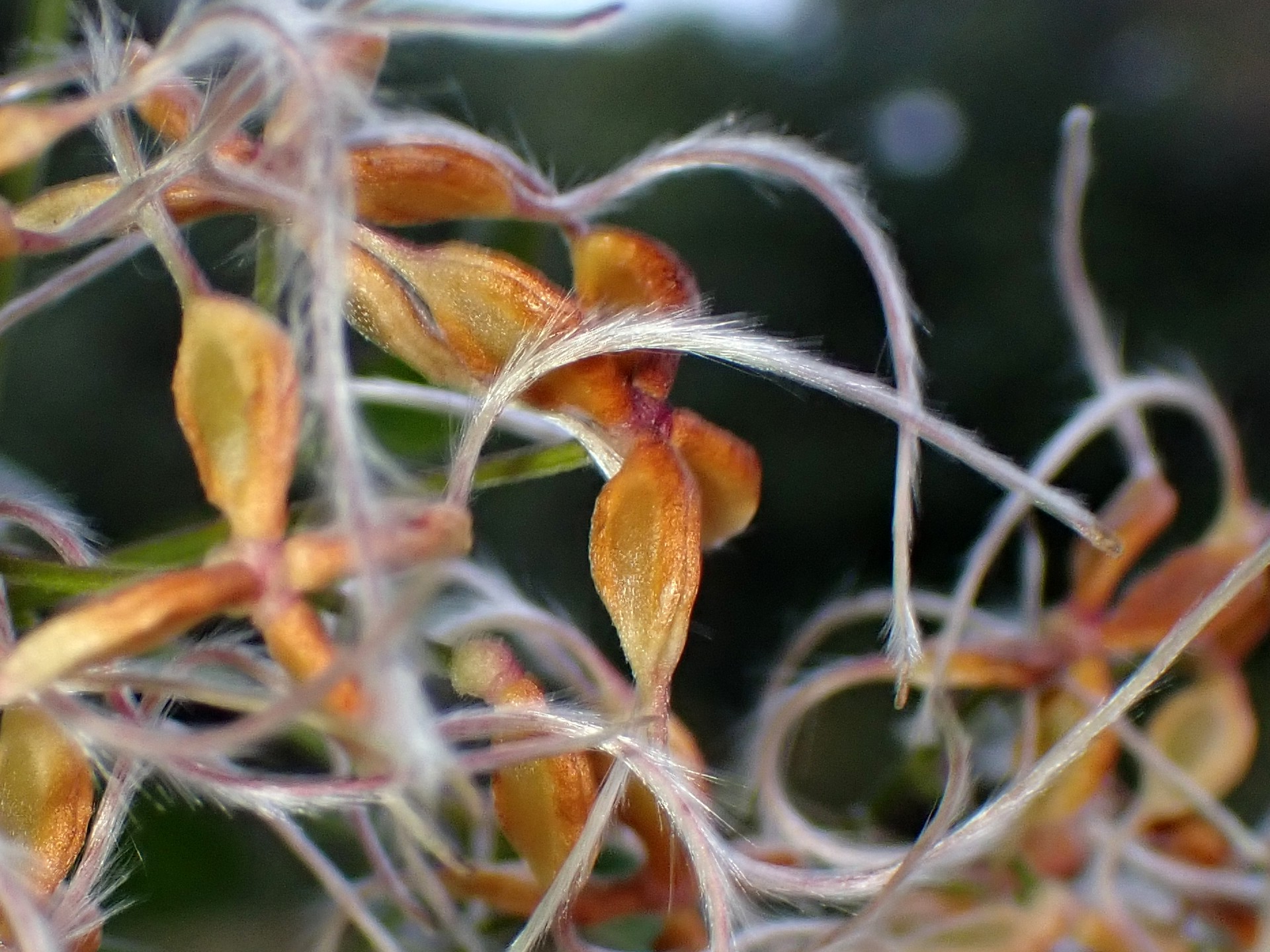 センニンソウ の高画質写真です。横浜市で、2025年11月4日に撮影したものです。