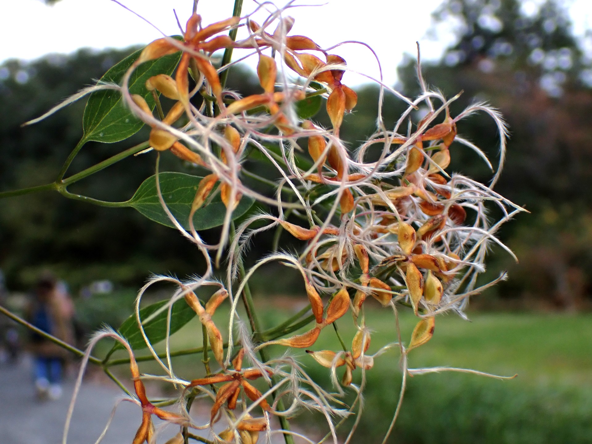 センニンソウ の高画質写真です。横浜市で、2025年11月4日に撮影したものです。