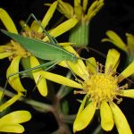 セスジツユムシ の高画質写真です。横浜市で、2025年11月1日に撮影したものです。