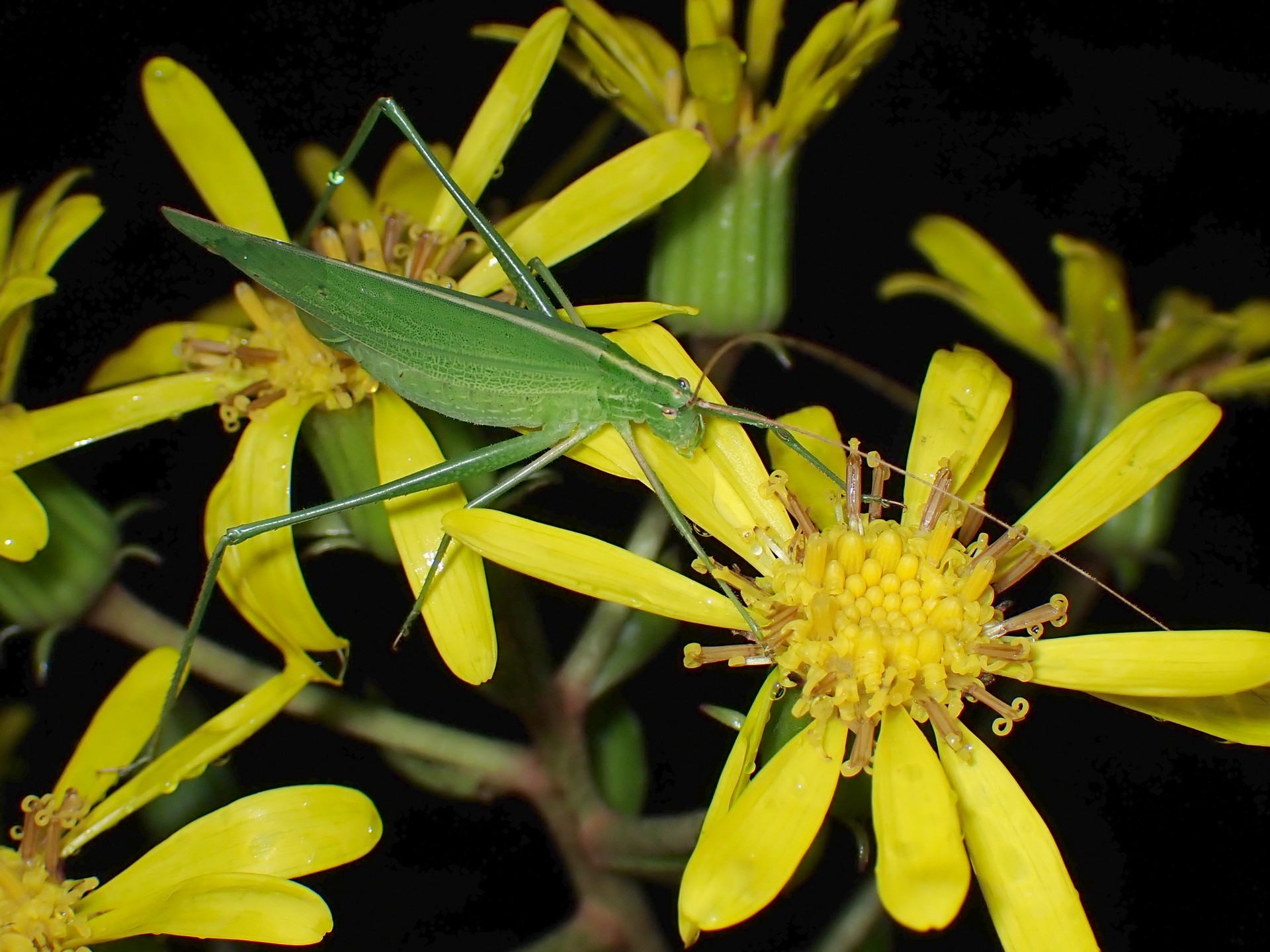 セスジツユムシ の高画質写真です。横浜市で、2025年11月1日に撮影したものです。