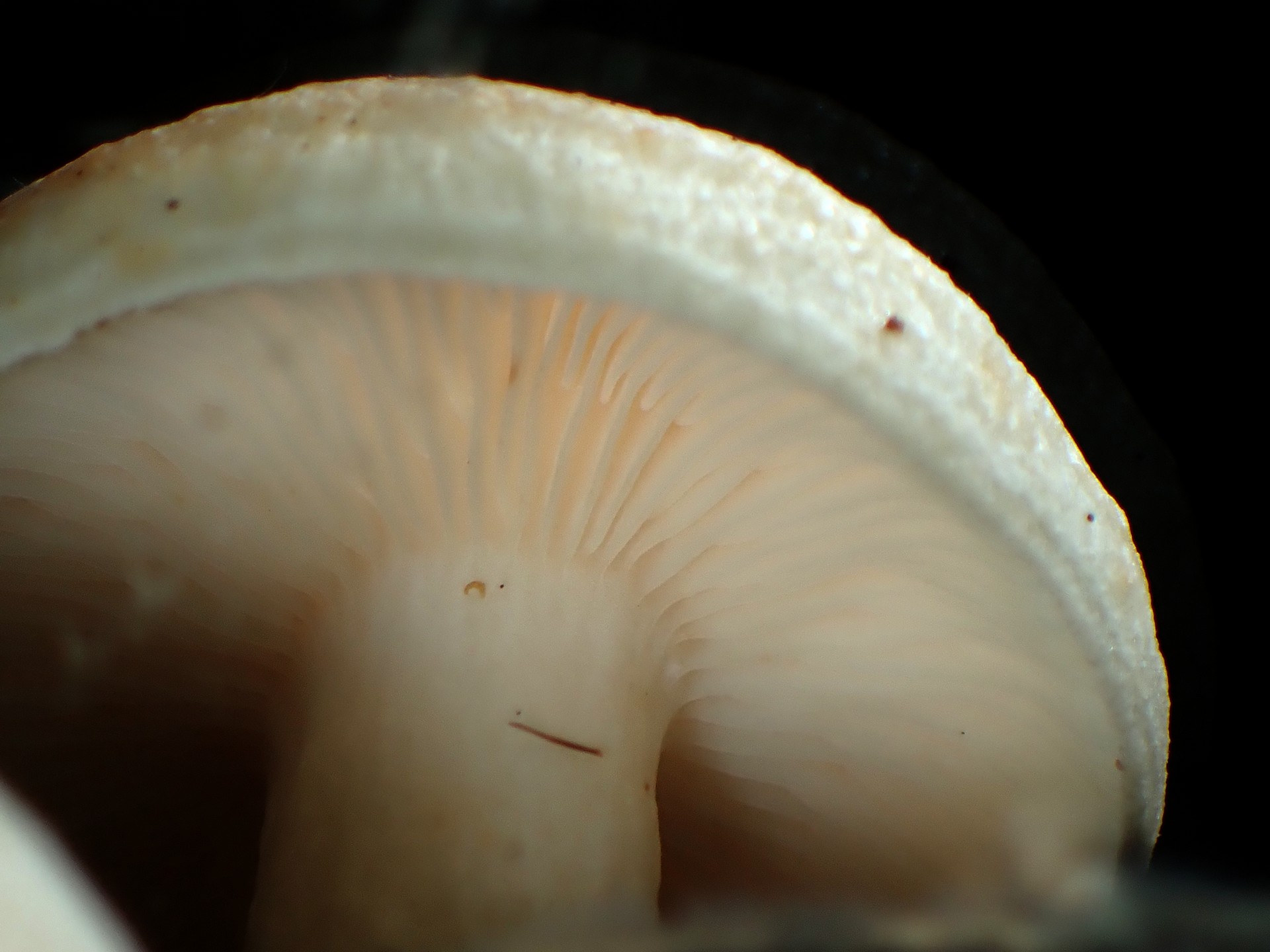 白い幼菌 の高画質写真です。横浜市で、2025年11月7日に撮影したものです。