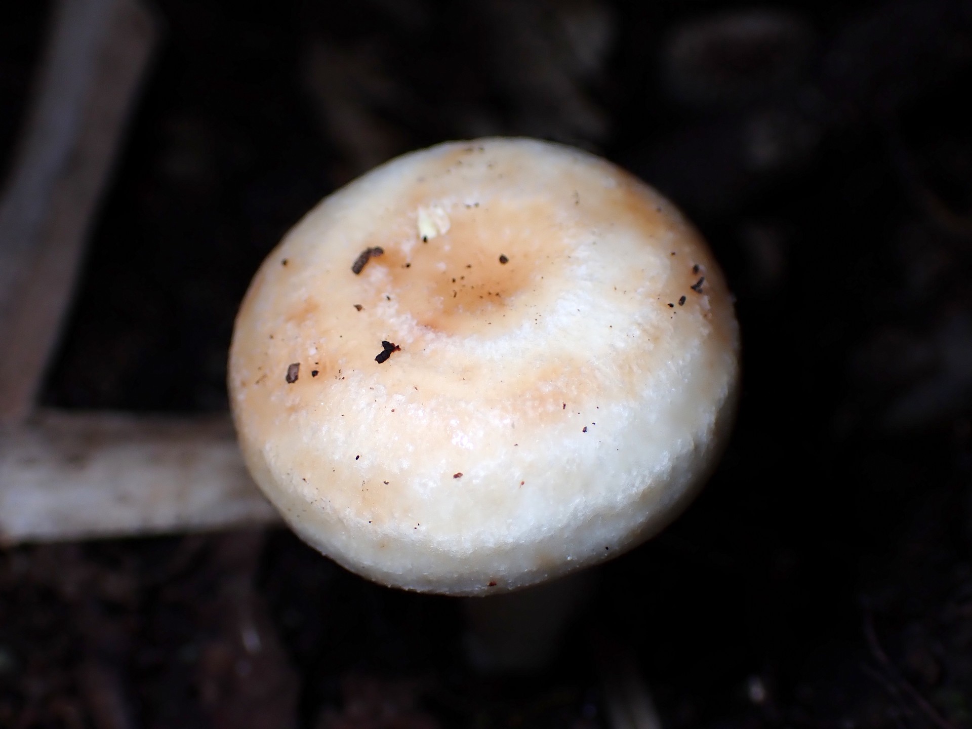 白い幼菌 の高画質写真です。横浜市で、2025年11月7日に撮影したものです。