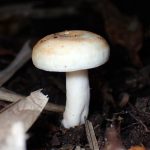 白い幼菌 の高画質写真です。横浜市で、2025年11月7日に撮影したものです。