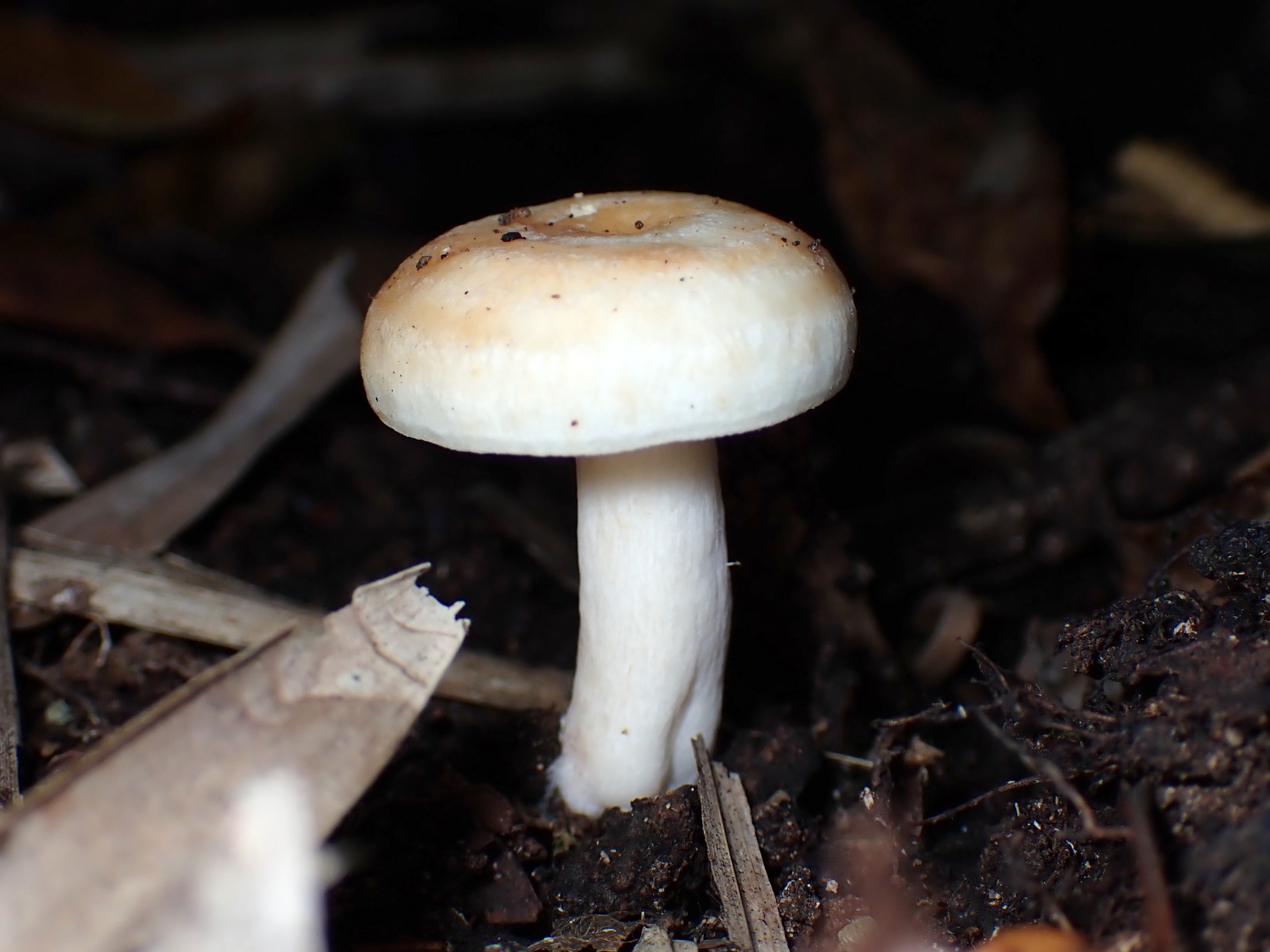 白い幼菌 の高画質写真です。横浜市で、2025年11月7日に撮影したものです。