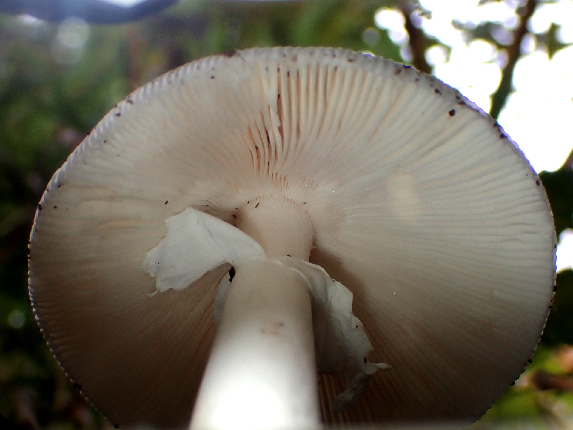 シロタマゴテングタケ の高画質写真です。横浜市で、2025年11月10日に撮影したものです。