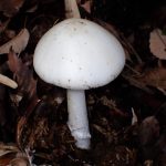 シロタマゴテングタケ の高画質写真です。横浜市で、2025年11月10日に撮影したものです。