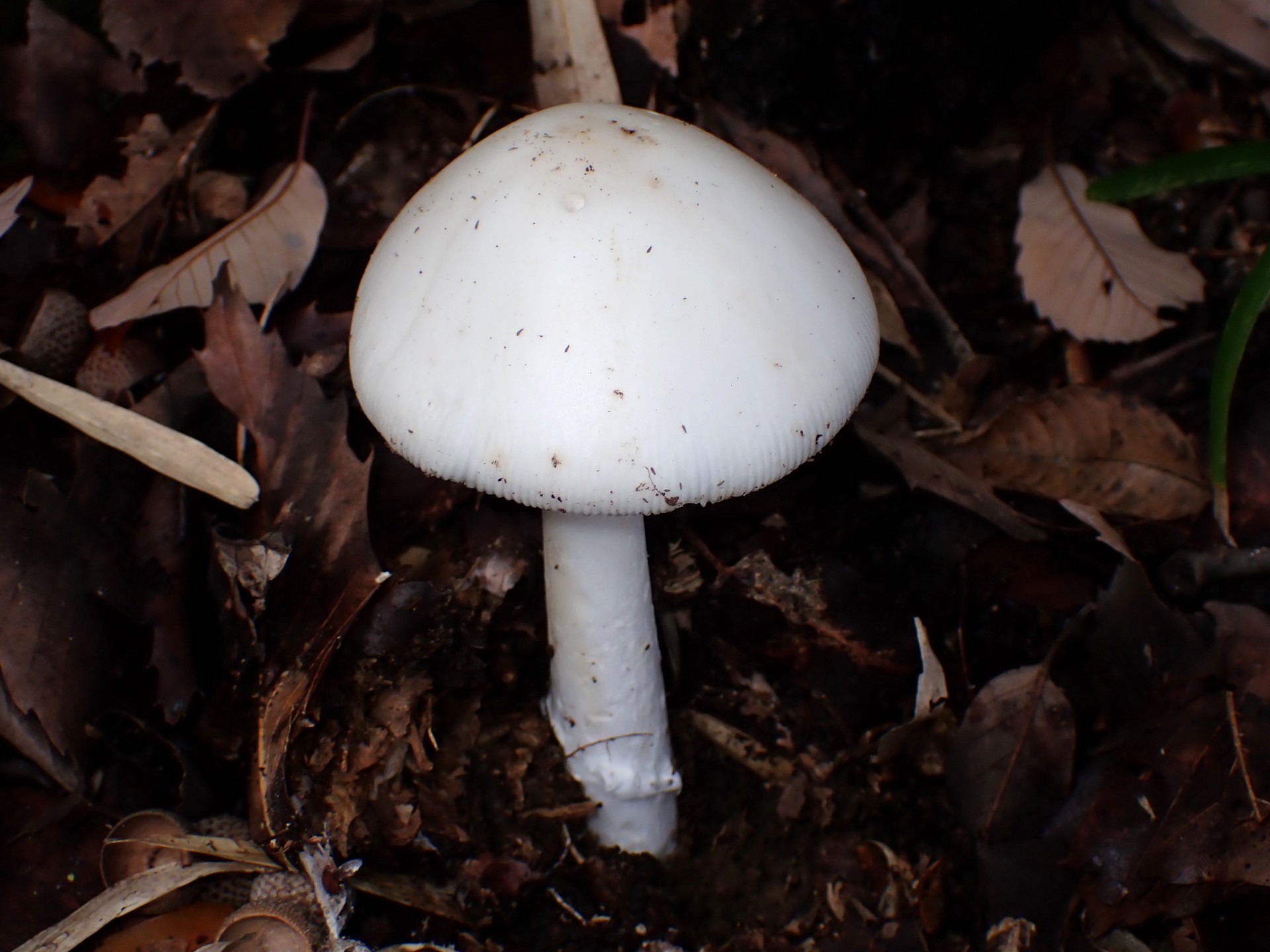 シロタマゴテングタケ の高画質写真です。横浜市で、2025年11月10日に撮影したものです。