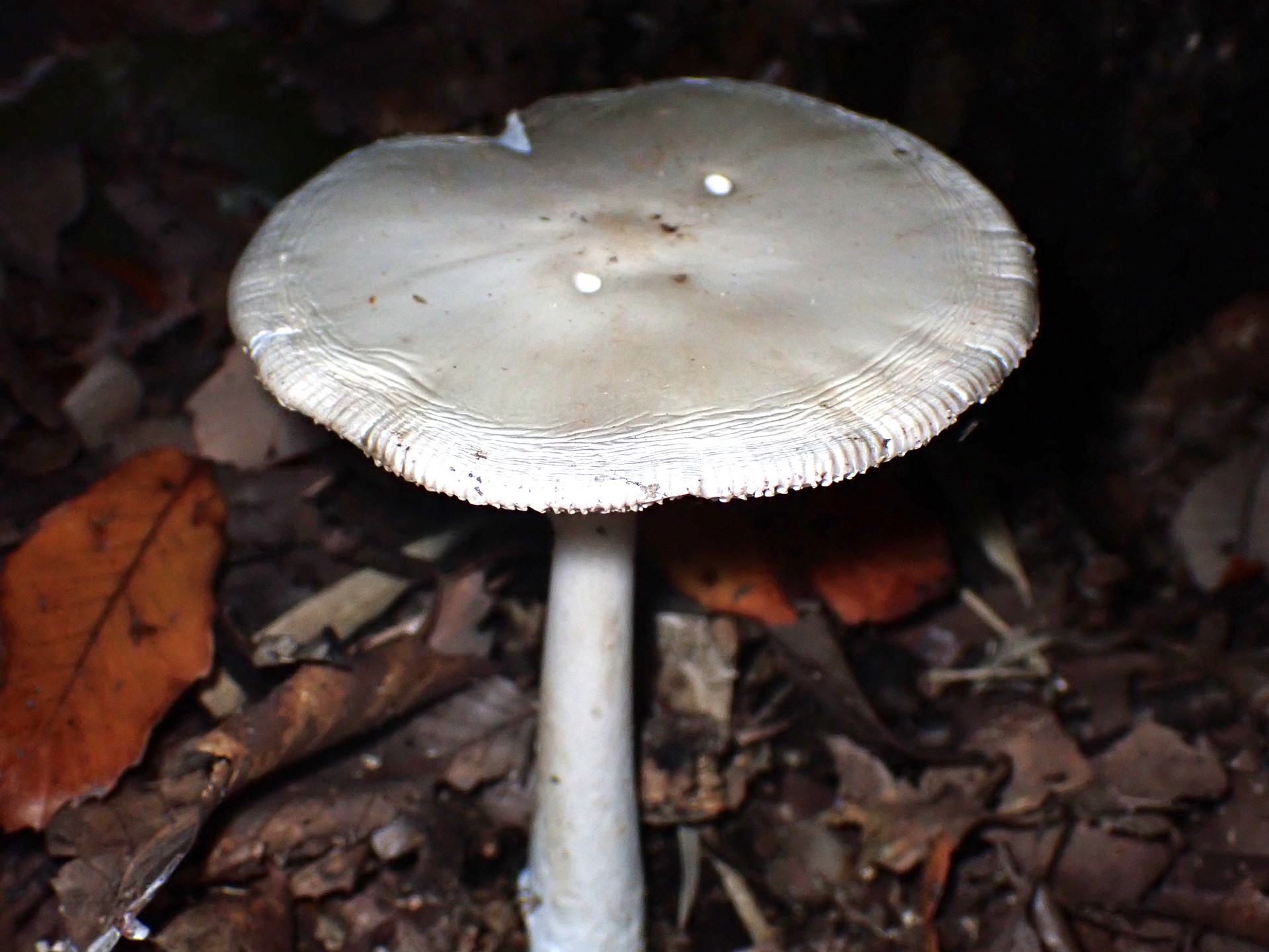 シロタマゴテングタケの仲間 の高画質写真です。横浜市で、2025年11月12日に撮影したものです。