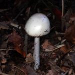 シロタマゴテングタケの仲間 の高画質写真です。横浜市で、2025年11月13日に撮影したものです。