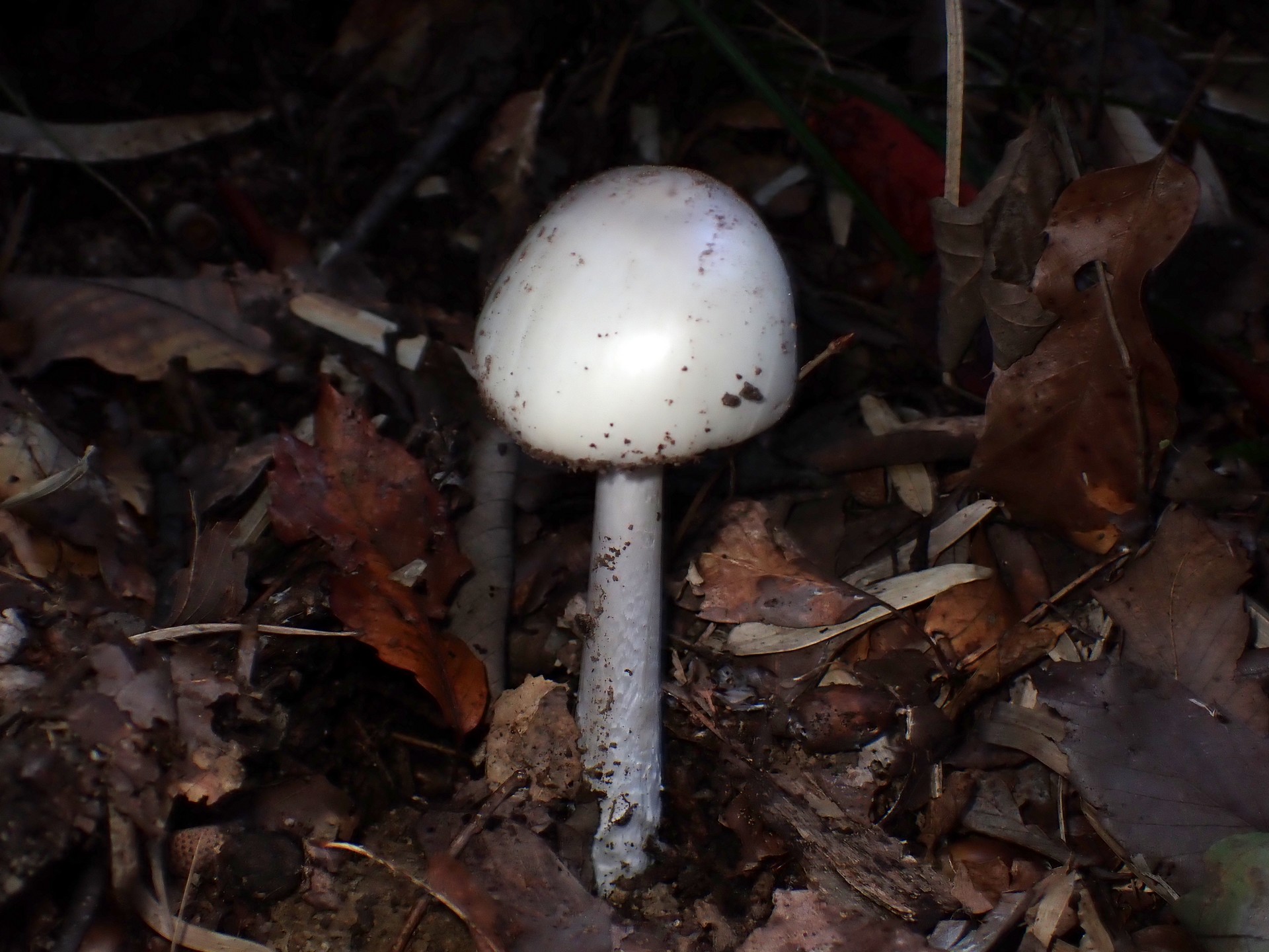 シロタマゴテングタケの仲間 の高画質写真です。横浜市で、2025年11月13日に撮影したものです。