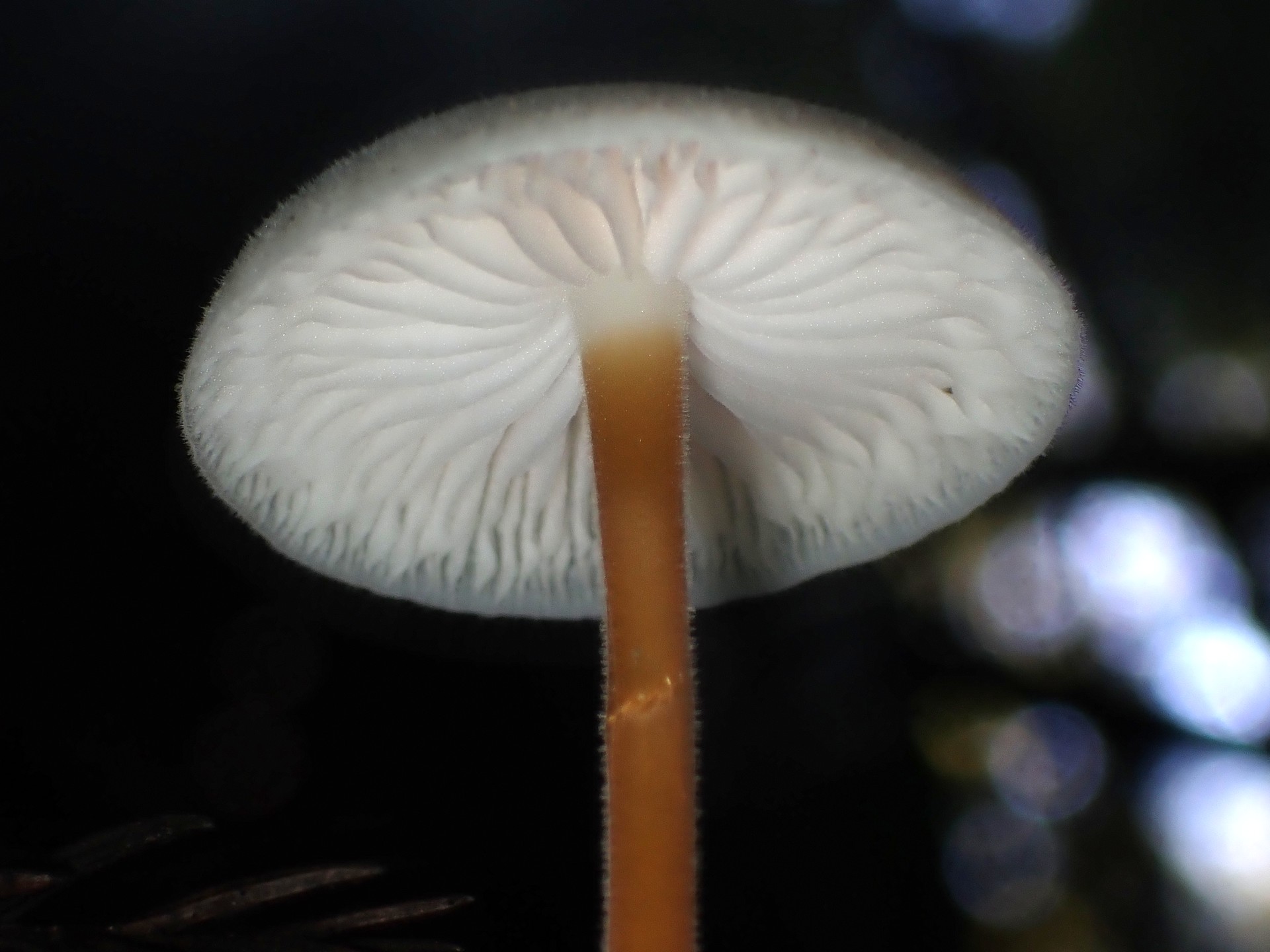 スギエダタケ の高画質写真です。横浜市で、2025年11月21日に撮影したものです。