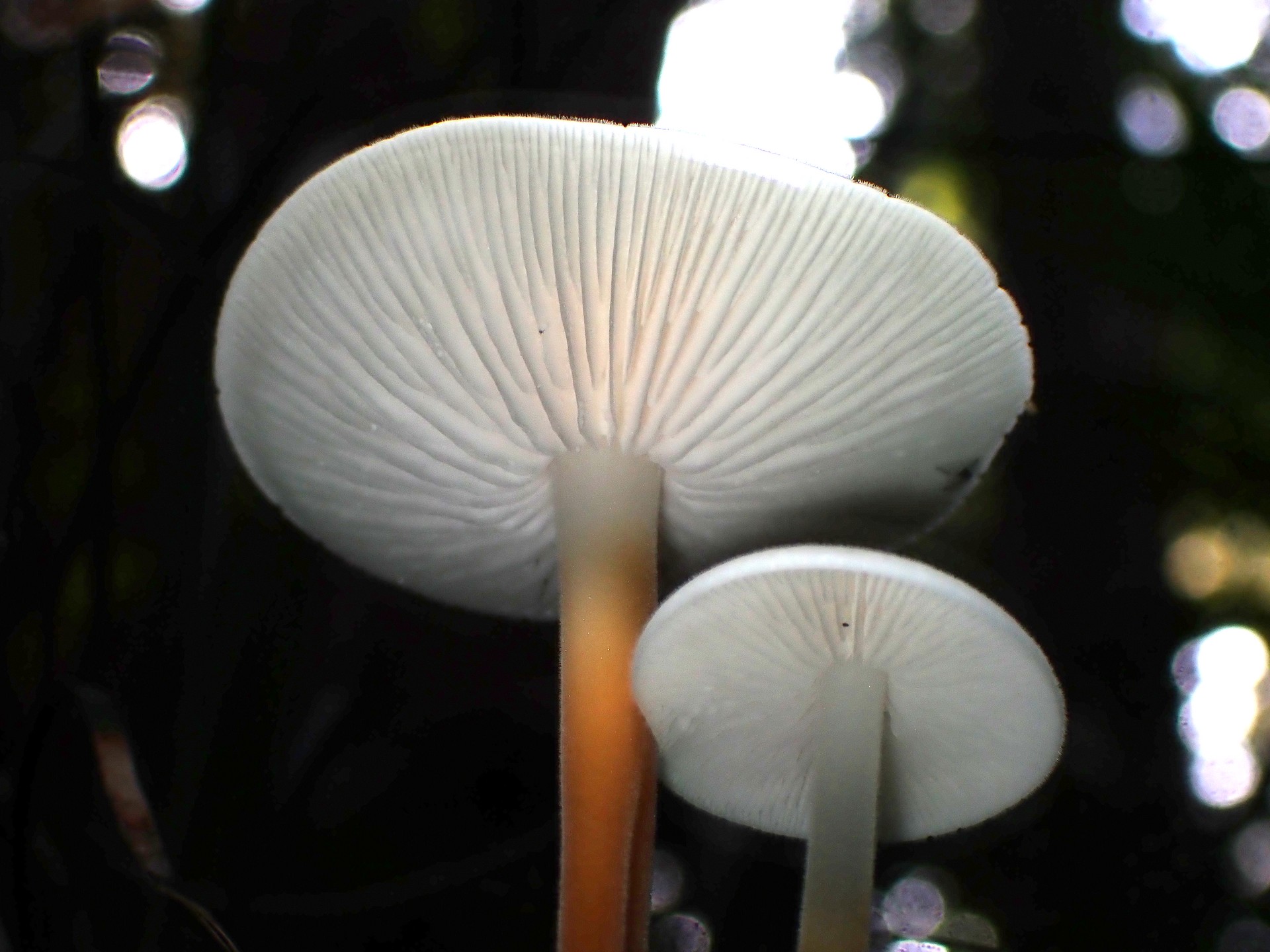 スギエダタケ の高画質写真です。横浜市で、2025年11月21日に撮影したものです。