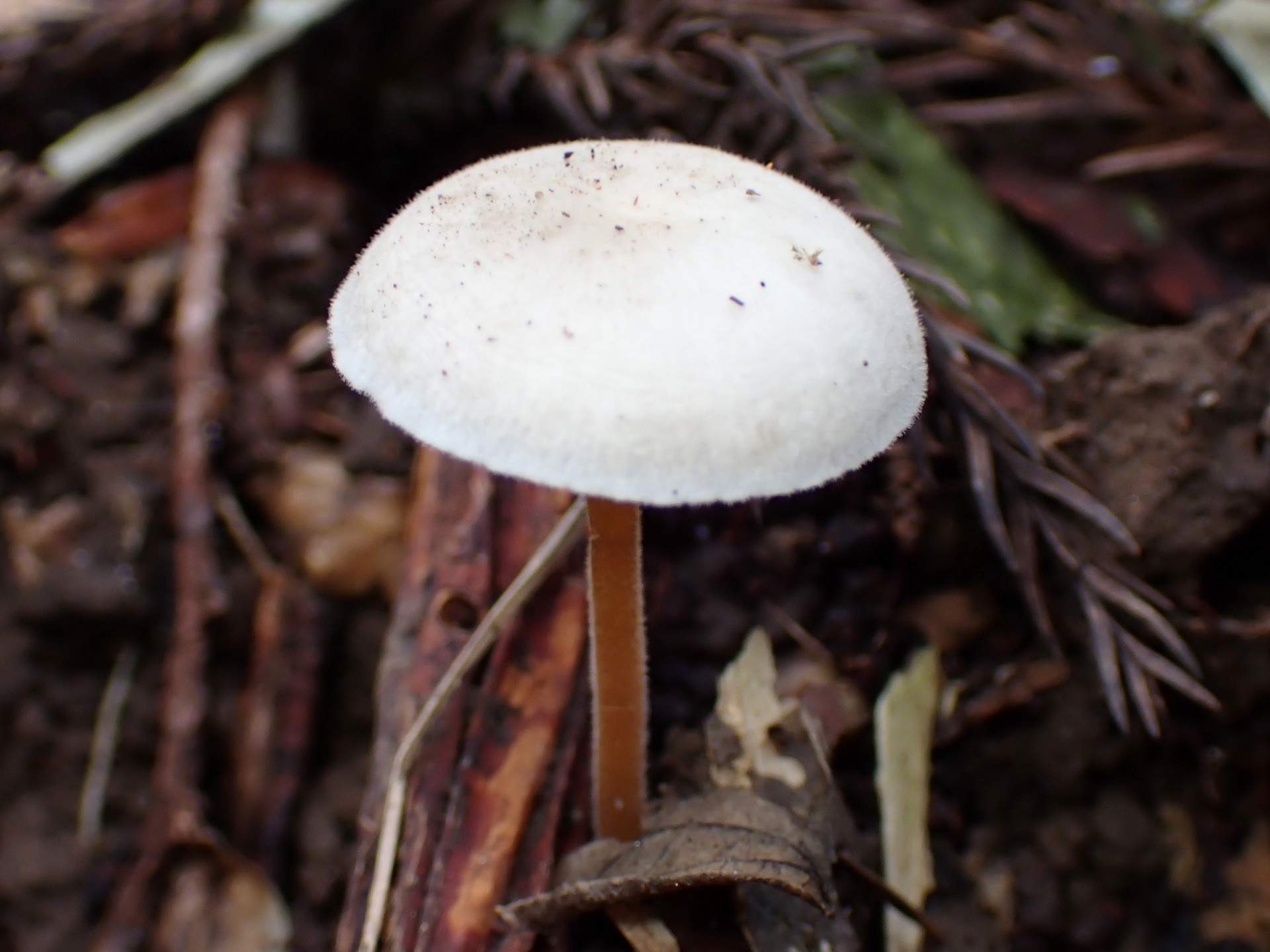 スギエダタケ の高画質写真です。横浜市で、2025年11月21日に撮影したものです。