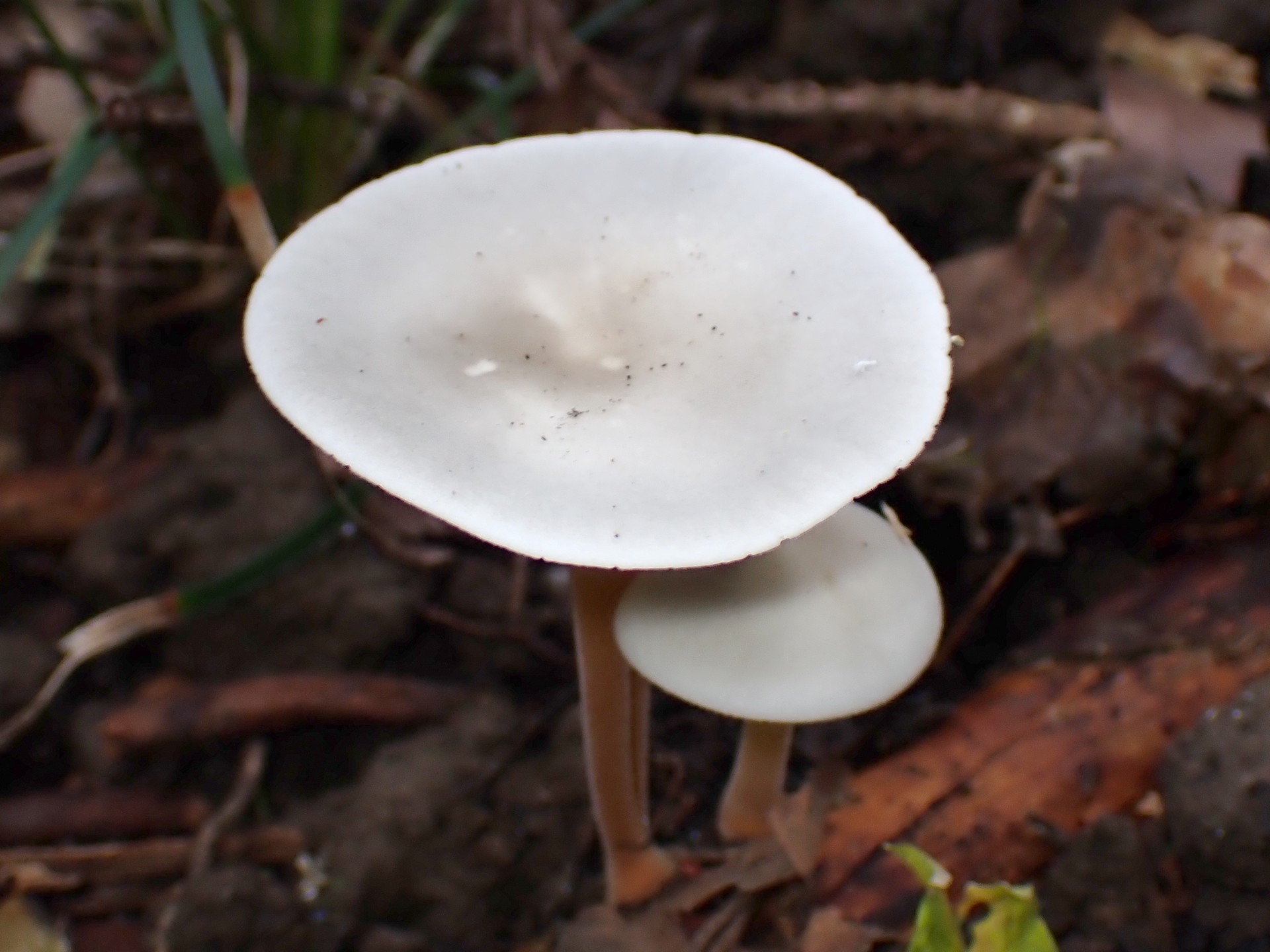 スギエダタケ の高画質写真です。横浜市で、2025年11月21日に撮影したものです。