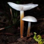 スギエダタケ の高画質写真です。横浜市で、2025年11月21日に撮影したものです。