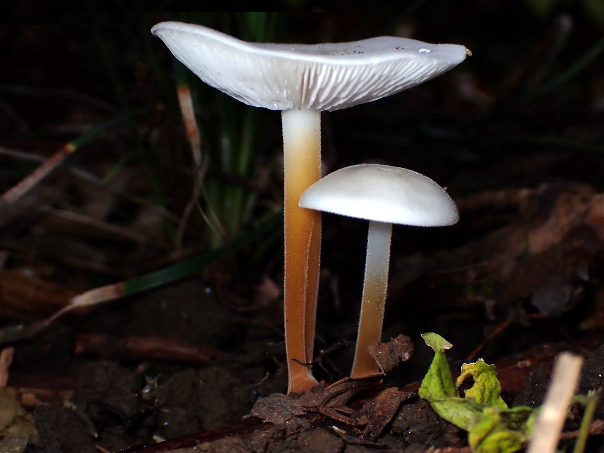 スギエダタケ の高画質写真です。横浜市で、2025年11月21日に撮影したものです。