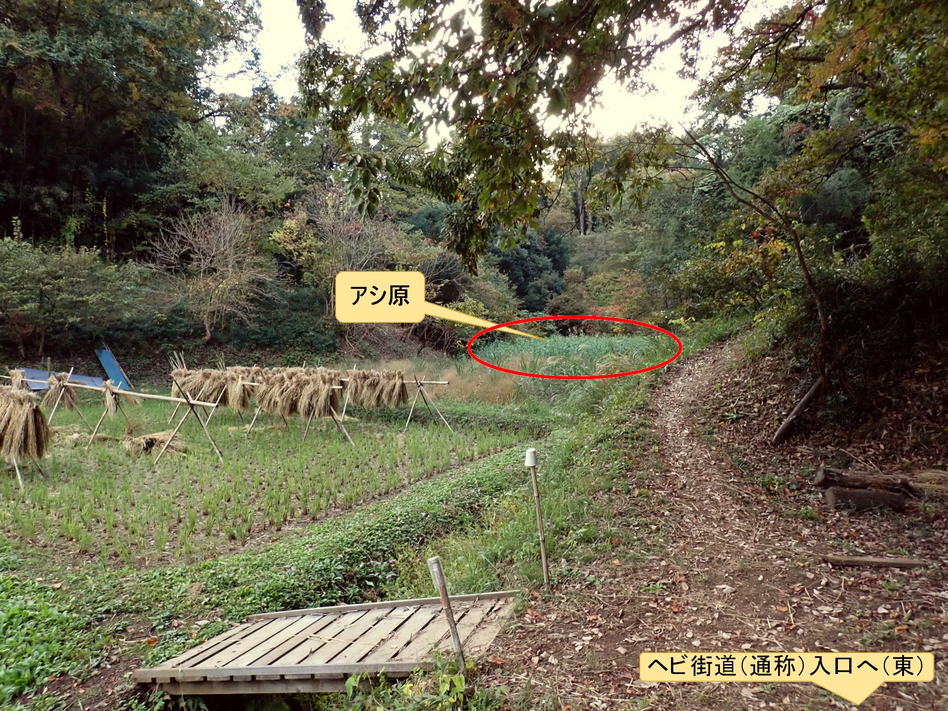 杉淵谷戸 の高画質写真です。横浜市で、2025年11月12日に撮影したものです。