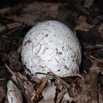 スッポンタケ の高画質写真です。横浜市で、2025年11月4日に撮影したものです。