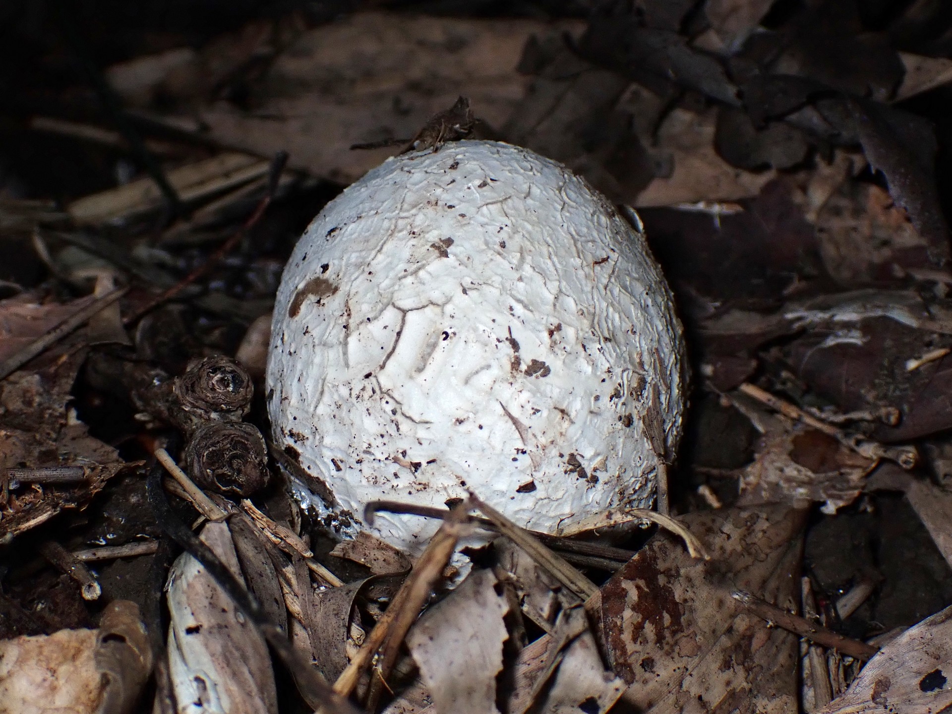 スッポンタケ の高画質写真です。横浜市で、2025年11月4日に撮影したものです。