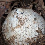 スッポンタケ の高画質写真です。横浜市で、2025年11月30日に撮影したものです。