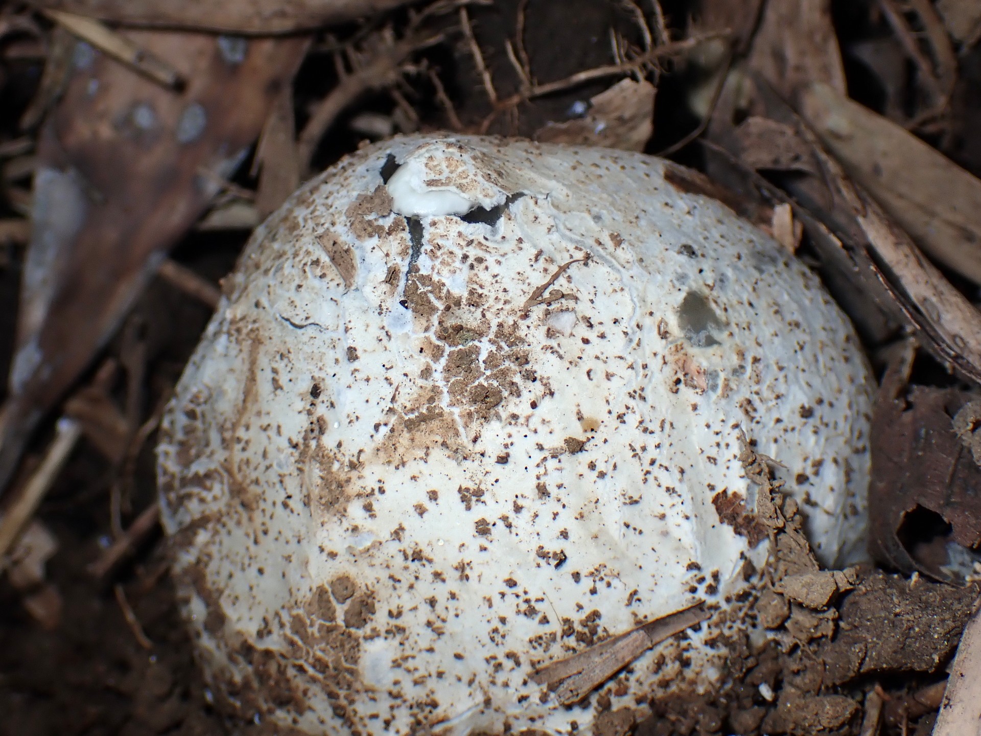 スッポンタケ の高画質写真です。横浜市で、2025年11月30日に撮影したものです。