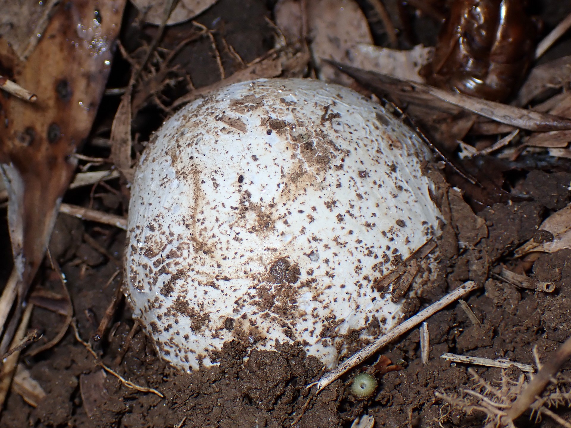 スッポンタケ の高画質写真です。横浜市で、2025年11月25日に撮影したものです。