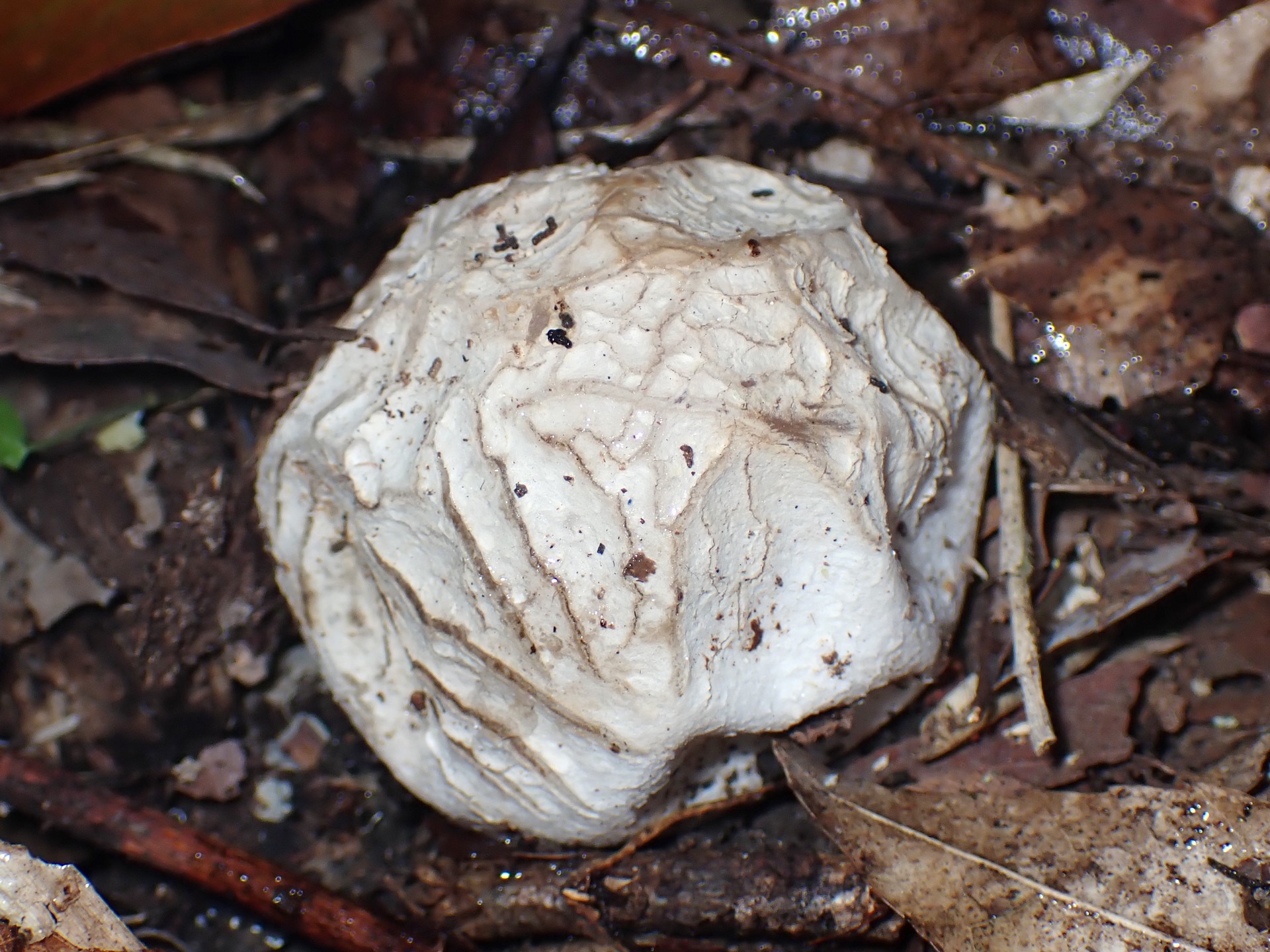 スッポンタケ の高画質写真です。横浜市で、2025年11月25日に撮影したものです。