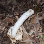 スッポンタケ の高画質写真です。横浜市で、2025年11月15日に撮影したものです。