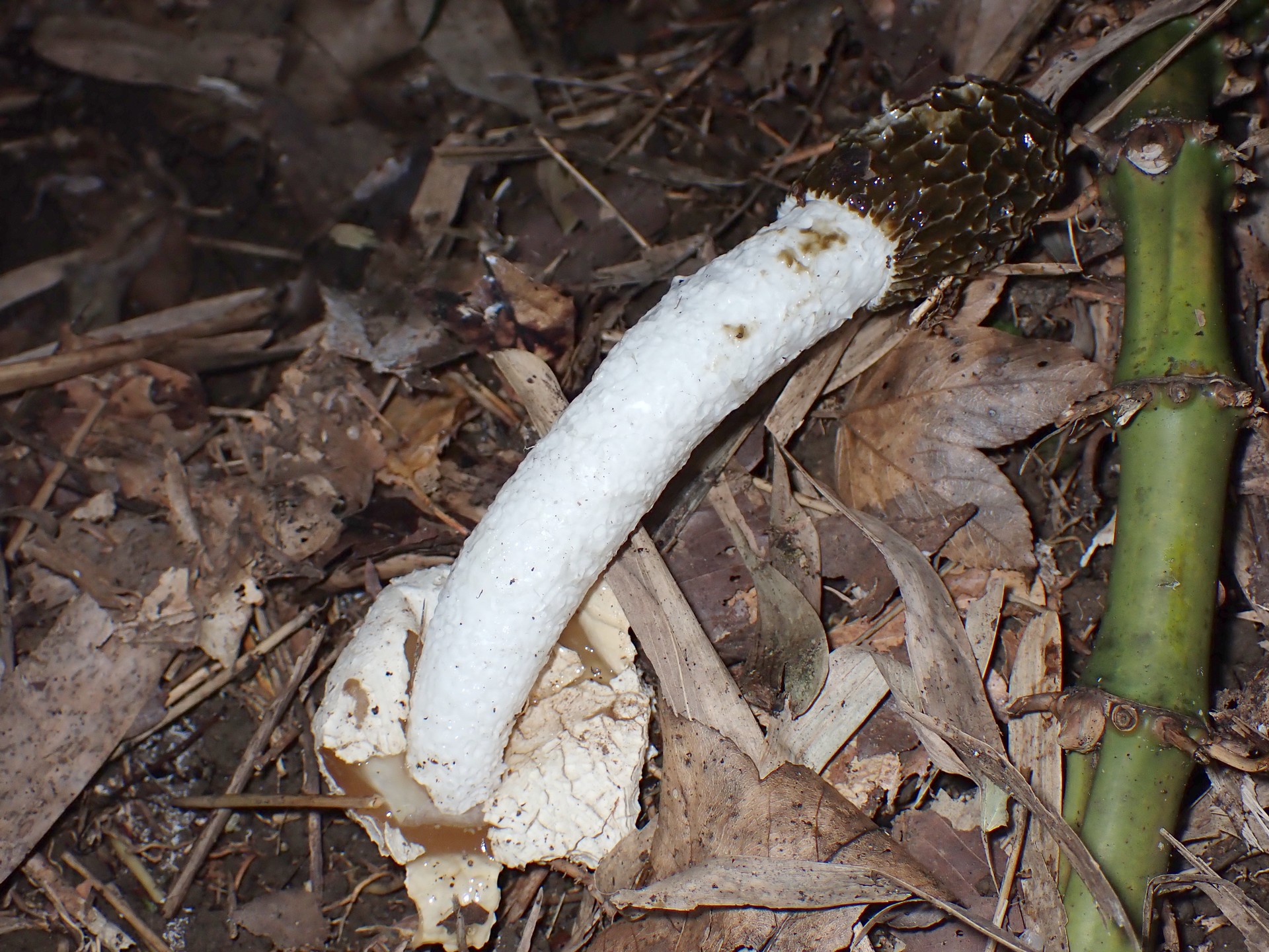 スッポンタケ の高画質写真です。横浜市で、2025年11月15日に撮影したものです。