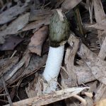 スッポンタケ の高画質写真です。横浜市で、2025年11月20日に撮影したものです。