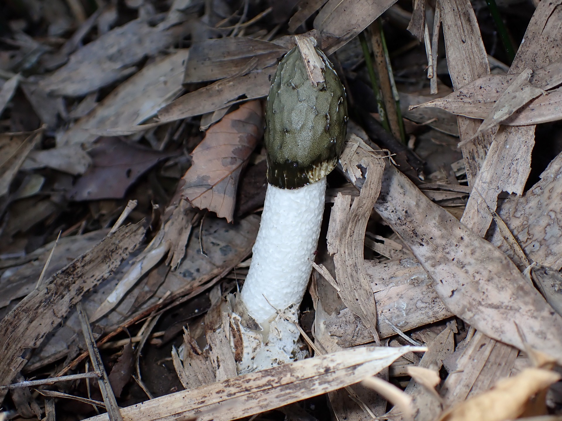 スッポンタケ の高画質写真です。横浜市で、2025年11月20日に撮影したものです。