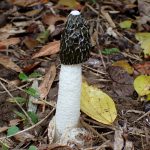 スッポンタケ の高画質写真です。横浜市で、2025年11月25日に撮影したものです。