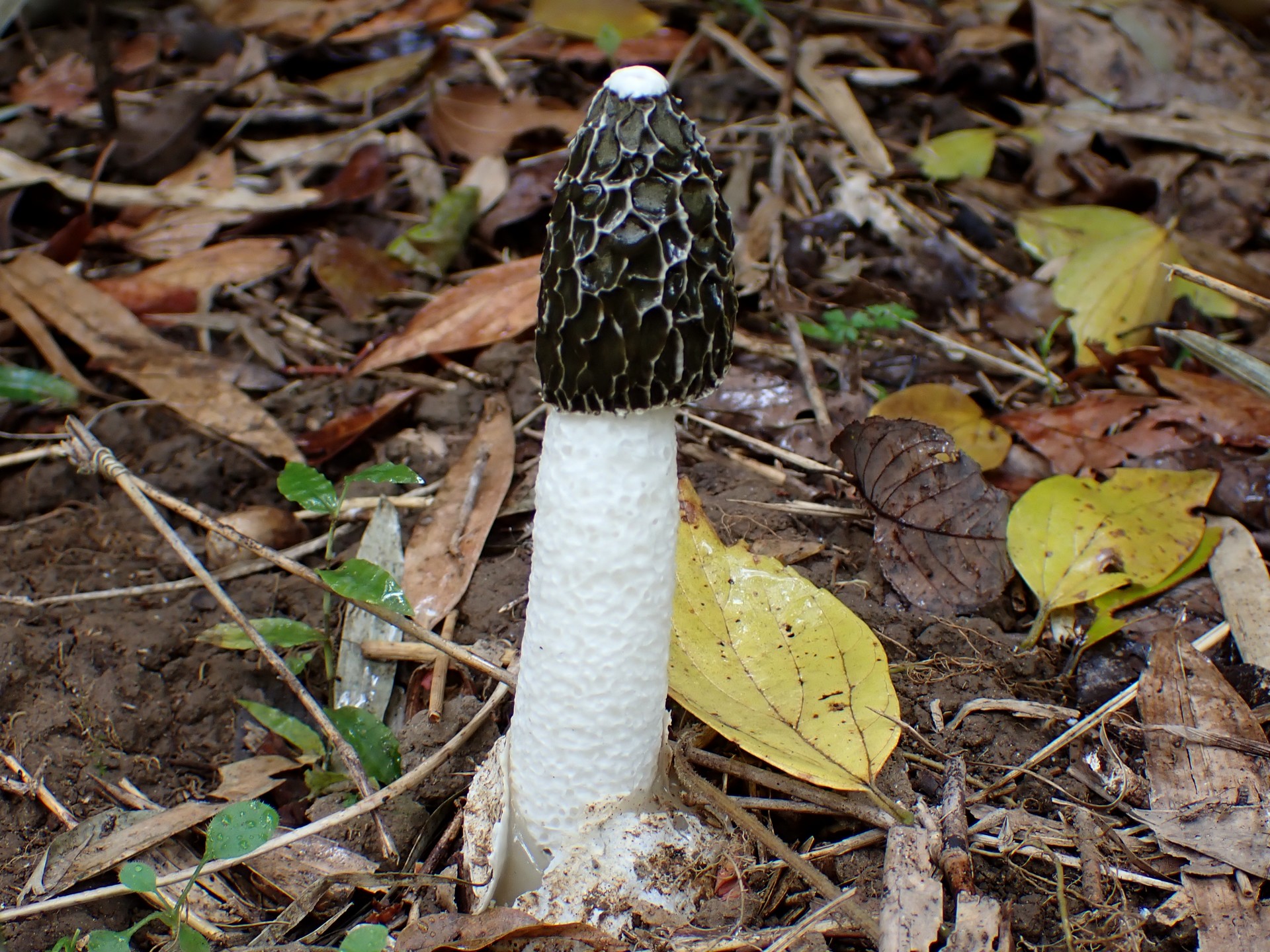 スッポンタケ の高画質写真です。横浜市で、2025年11月25日に撮影したものです。