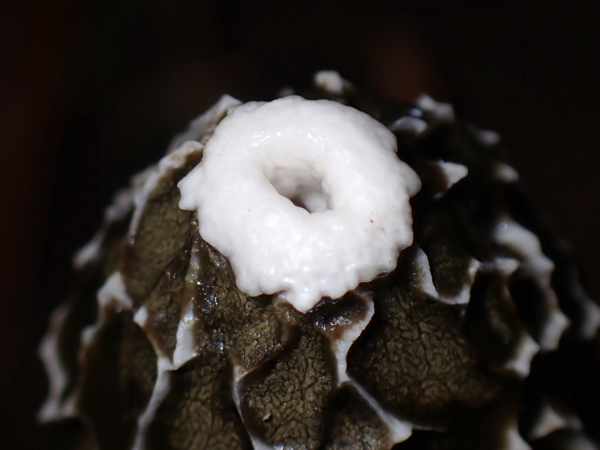 スッポンタケ の高画質写真です。横浜市で、2025年11月25日に撮影したものです。