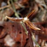 タチツボスミレ の高画質写真です。横浜市で、2025年11月10日に撮影したものです。