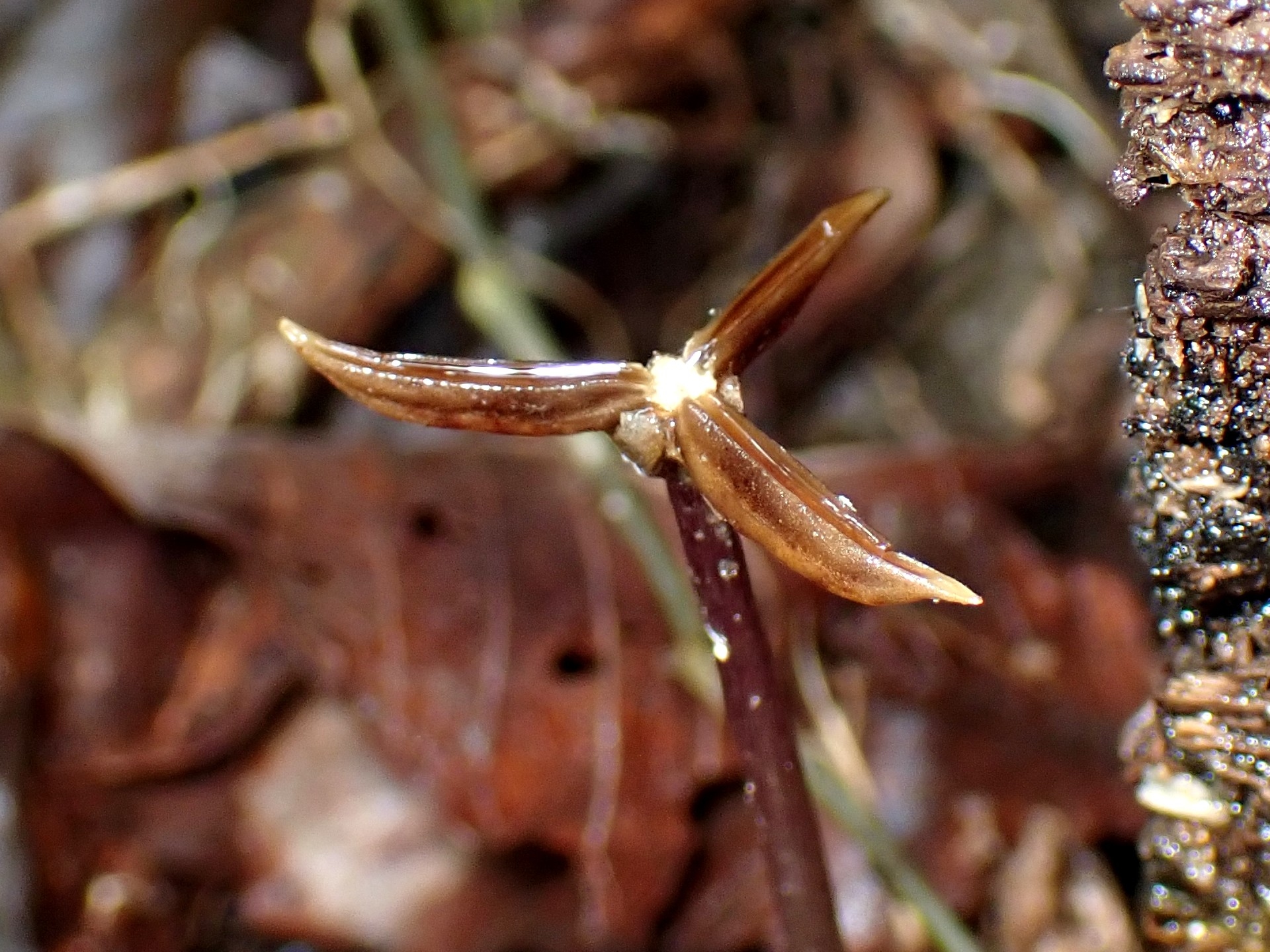 タチツボスミレ の高画質写真です。横浜市で、2025年11月10日に撮影したものです。