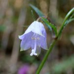 ツリガネニンジン の高画質写真です。横浜市で、2025年11月7日に撮影したものです。