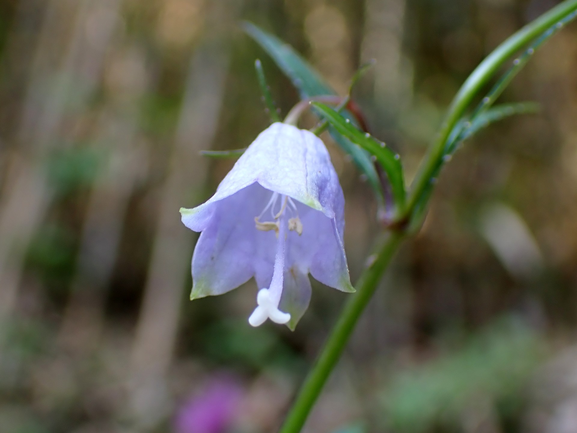ツリガネニンジン の高画質写真です。横浜市で、2025年11月7日に撮影したものです。