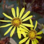 ツワブキ の高画質写真です。横浜市で、2025年11月17日に撮影したものです。