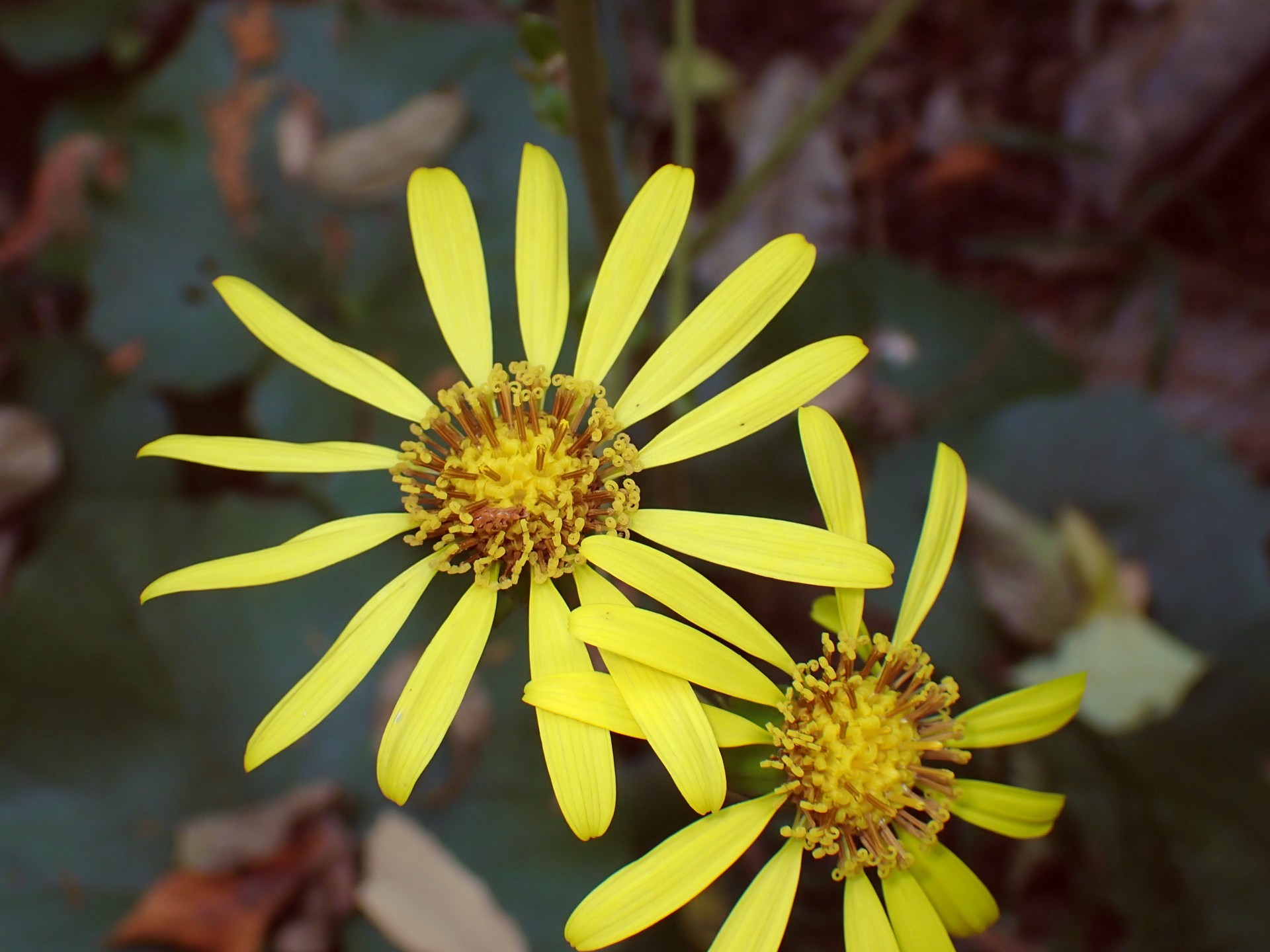 ツワブキ の高画質写真です。横浜市で、2025年11月17日に撮影したものです。