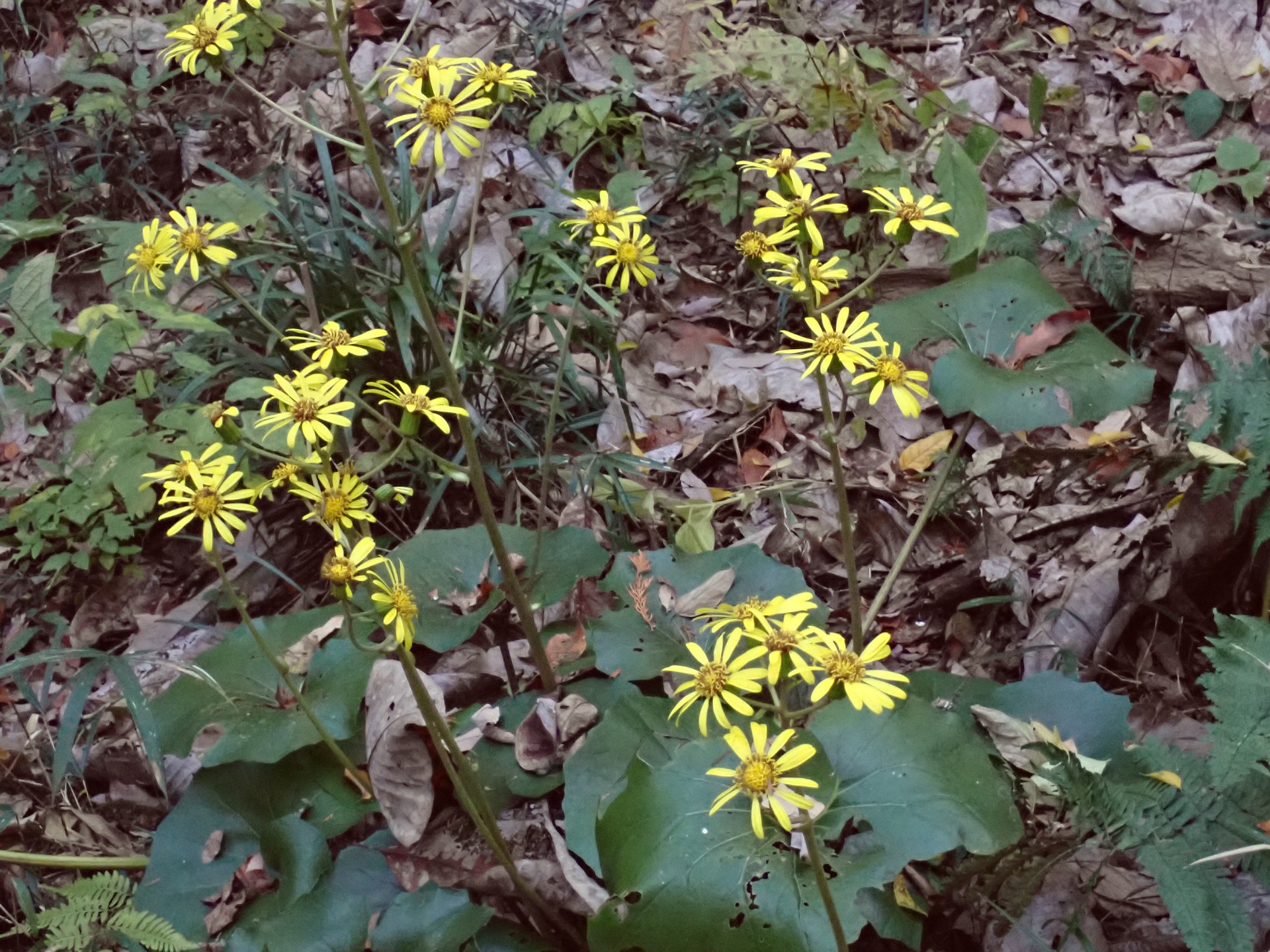 ツワブキ の高画質写真です。横浜市で、2025年11月17日に撮影したものです。