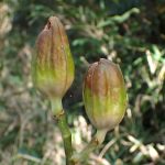 ウバユリ の高画質写真です。横浜市で、2025年11月3日に撮影したものです。