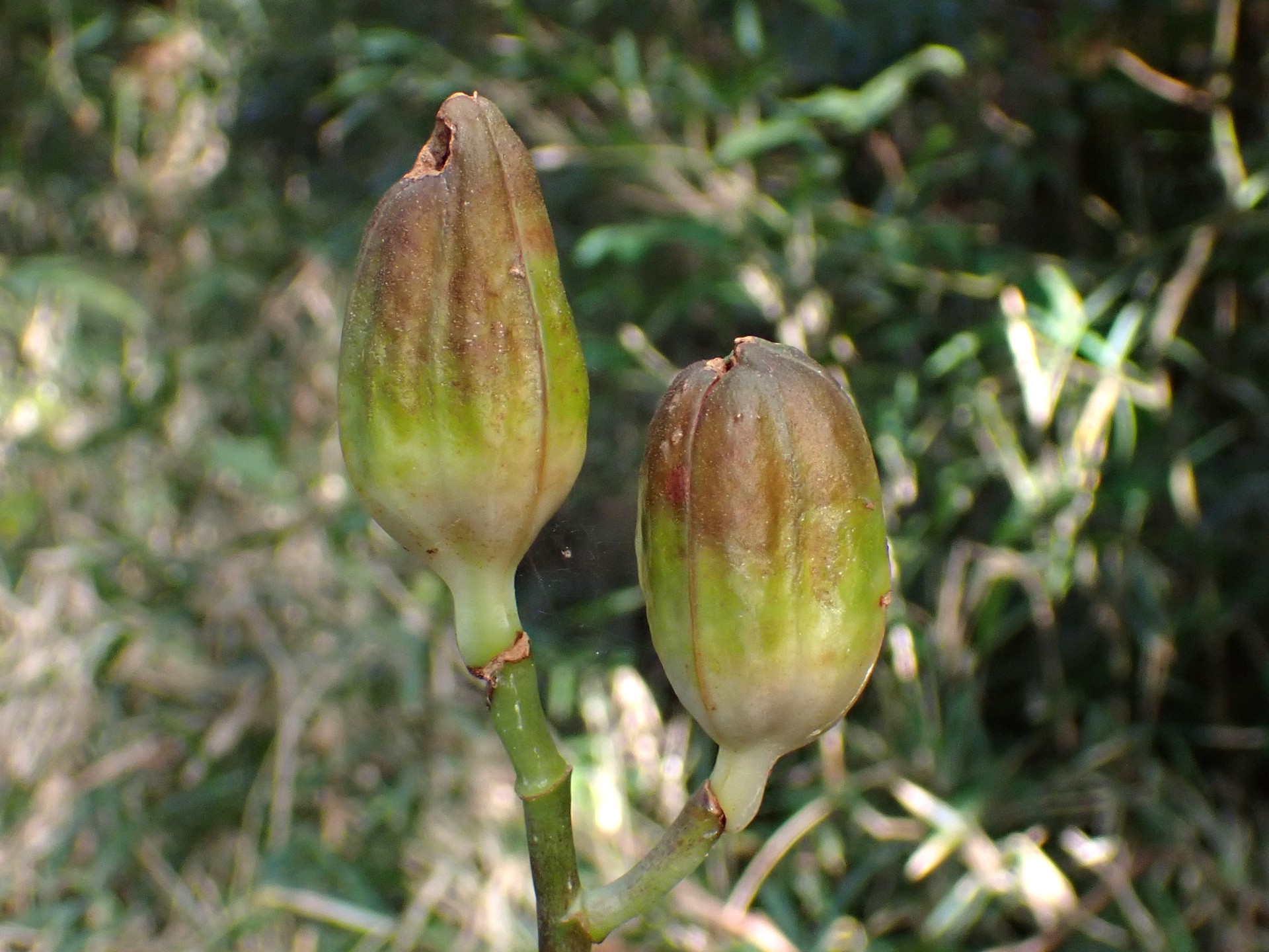 ウバユリ の高画質写真です。横浜市で、2025年11月3日に撮影したものです。