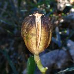 ウバユリ の高画質写真です。横浜市で、2025年11月17日に撮影したものです。