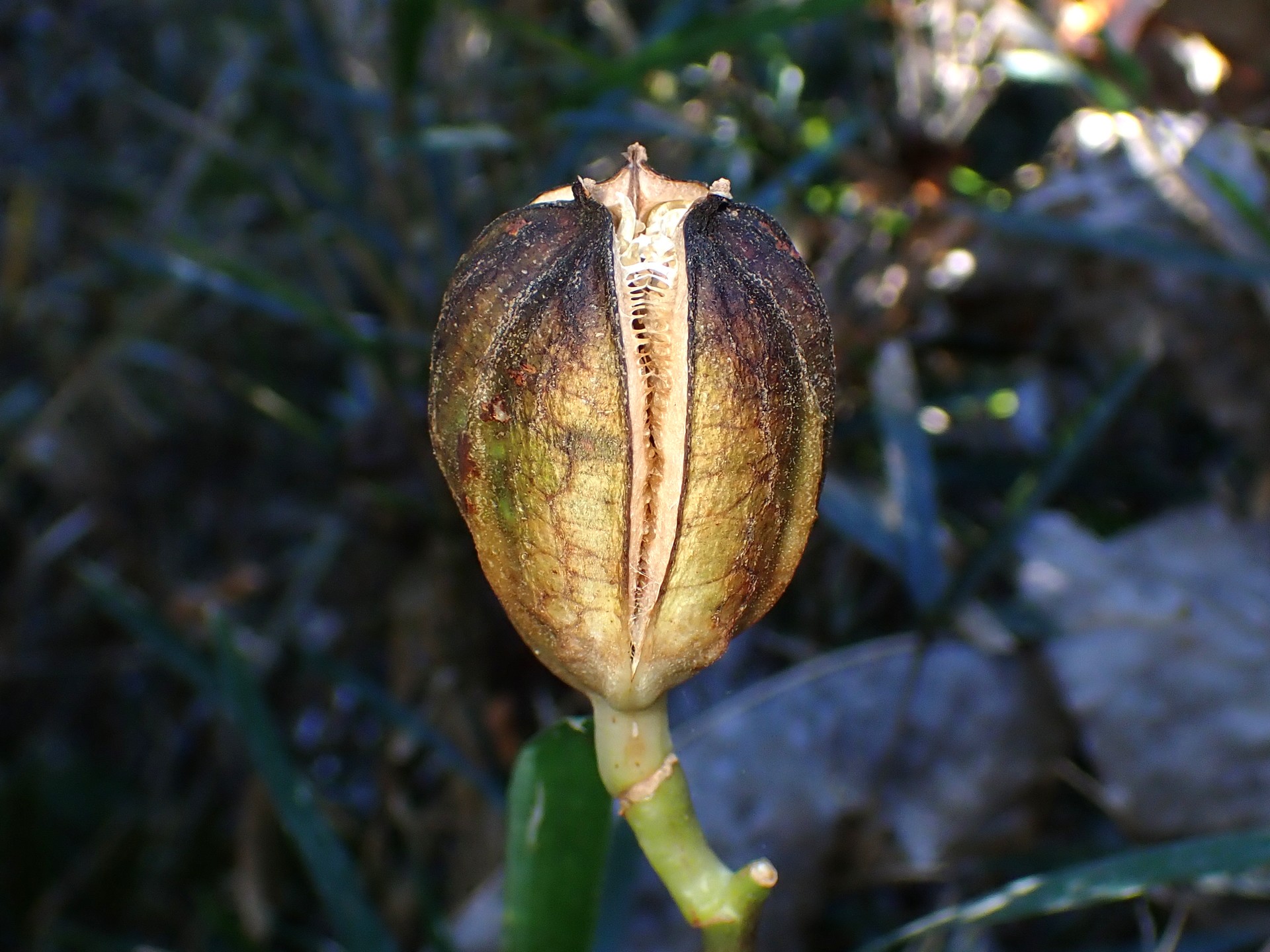 ウバユリ の高画質写真です。横浜市で、2025年11月17日に撮影したものです。