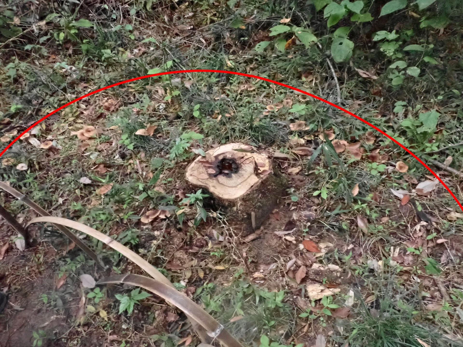 薄茶色のきのこの高画質写真です。横浜市で、2025年11月11日に撮影したものです。