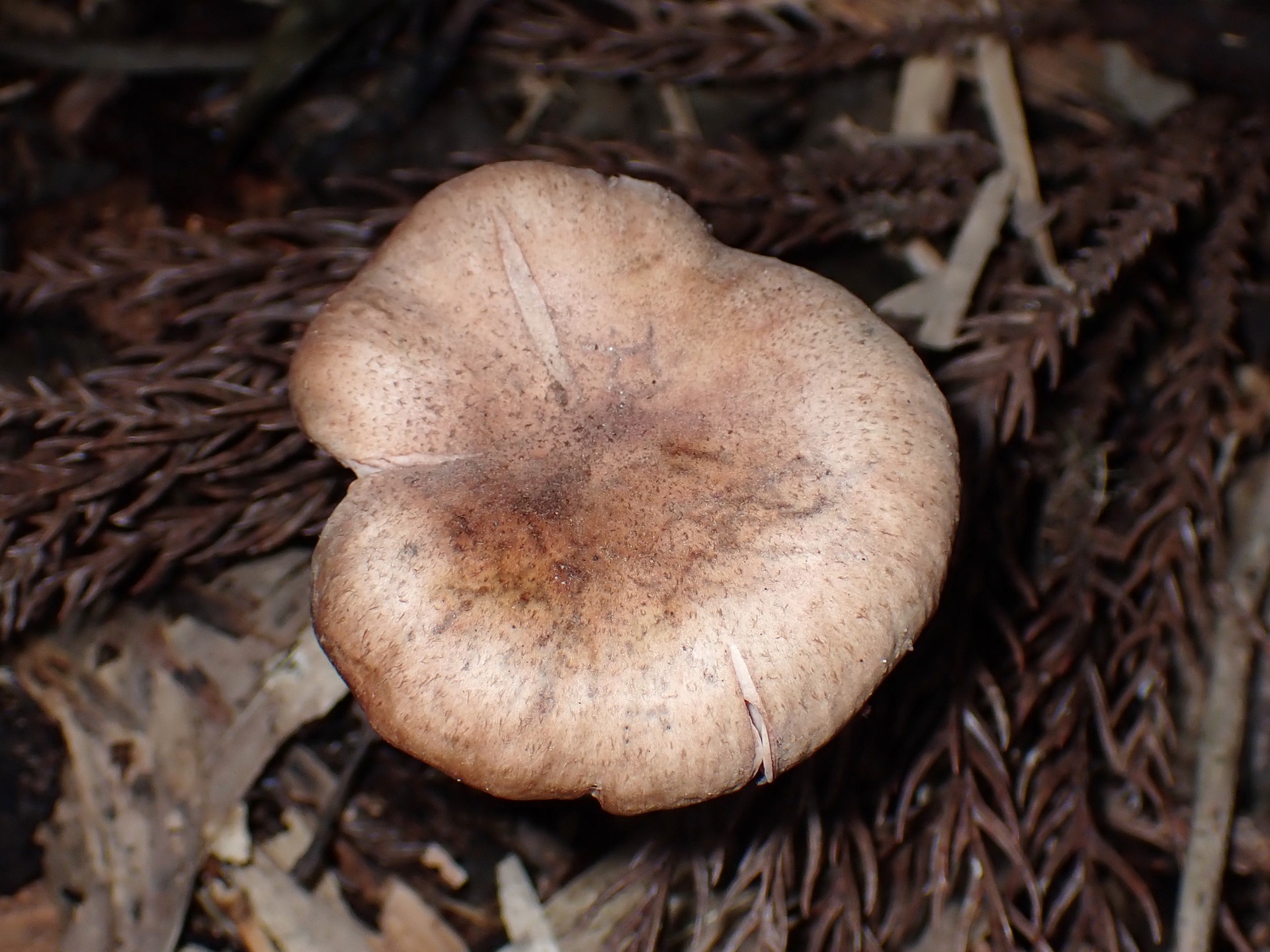 薄茶色のきのこの高画質写真です。横浜市で、2025年11月11日に撮影したものです。