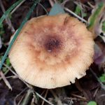 薄茶色のきのこの高画質写真です。横浜市で、2025年11月11日に撮影したものです。