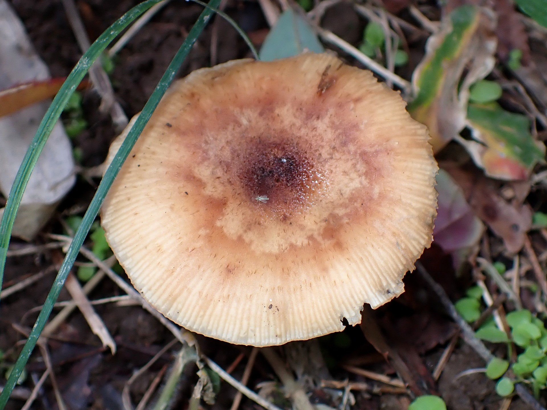 薄茶色のきのこの高画質写真です。横浜市で、2025年11月11日に撮影したものです。