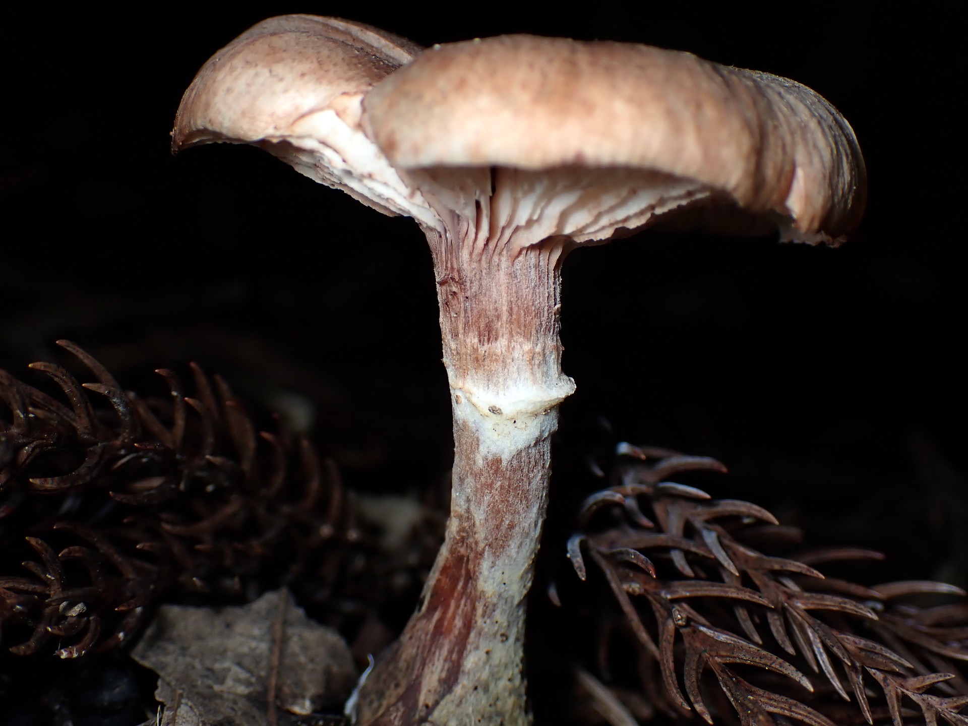 薄茶色のきのこの高画質写真です。横浜市で、2025年11月11日に撮影したものです。